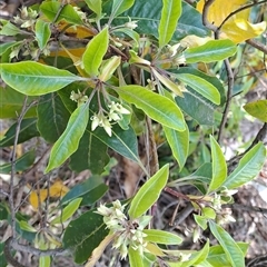 Pittosporum undulatum (Sweet Pittosporum) at Torrens, ACT - 30 Sep 2024 by LPadg