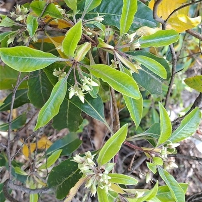 Pittosporum undulatum (Sweet Pittosporum) at Torrens, ACT - 29 Sep 2024 by LPadg