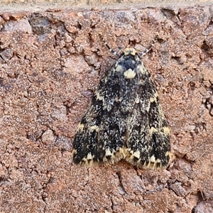 Halone sinuata at Lyneham, ACT - 30 Sep 2024 09:30 AM