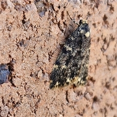 Halone sinuata at Lyneham, ACT - 30 Sep 2024