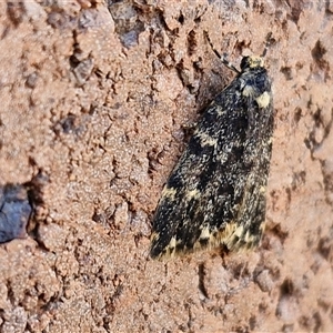 Halone sinuata at Lyneham, ACT - 30 Sep 2024 09:30 AM