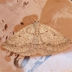 Taxeotis reserata (A Geometer moth) at Yass River, NSW - 29 Sep 2024 by SenexRugosus