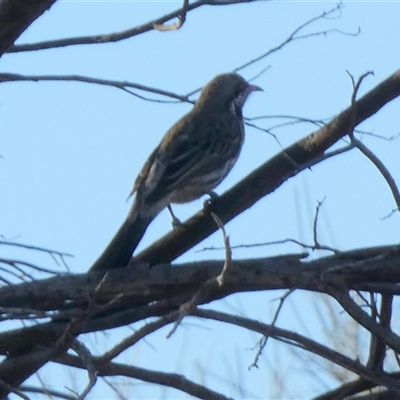 Acanthagenys rufogularis (Spiny-cheeked Honeyeater) at Hale, NT - 24 Aug 2024 by Paul4K