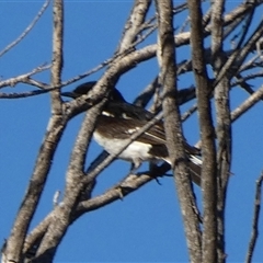 Melanodryas cucullata cucullata (Hooded Robin) at Hale, NT - 24 Aug 2024 by Paul4K