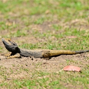 Pogona barbata at Acton, ACT - 30 Sep 2024