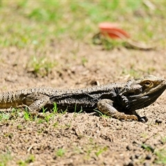 Pogona barbata at Acton, ACT - suppressed