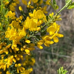 Genista monspessulana at Yarralumla, ACT - 30 Sep 2024 10:43 AM