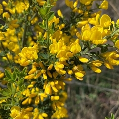 Genista monspessulana at Yarralumla, ACT - 30 Sep 2024 10:43 AM