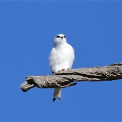 Elanus axillaris at Throsby, ACT - 28 Jun 2024