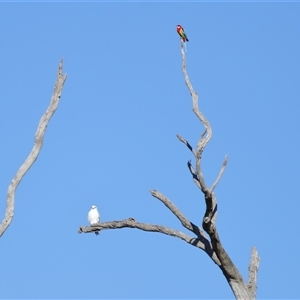 Elanus axillaris at Throsby, ACT - 28 Jun 2024