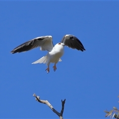 Elanus axillaris (Black-shouldered Kite) at Throsby, ACT - 28 Jun 2024 by TimL