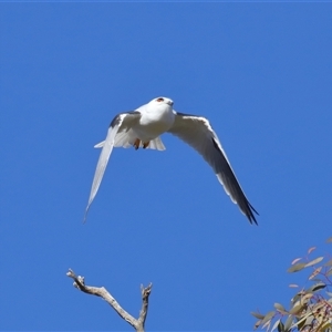 Elanus axillaris at Throsby, ACT - 28 Jun 2024