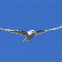 Elanus axillaris at Throsby, ACT - 28 Jun 2024