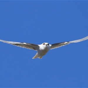 Elanus axillaris at Throsby, ACT - 28 Jun 2024