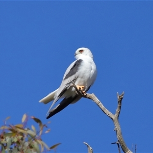 Elanus axillaris at Throsby, ACT - 28 Jun 2024