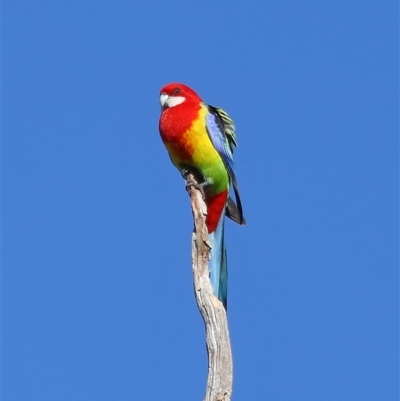 Platycercus eximius (Eastern Rosella) at Throsby, ACT - 28 Jun 2024 by TimL