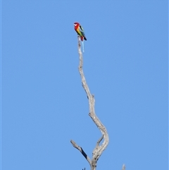 Platycercus eximius at Throsby, ACT - 28 Jun 2024