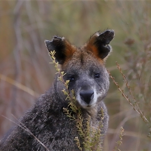 Wallabia bicolor at Tharwa, ACT - 10 Jul 2024