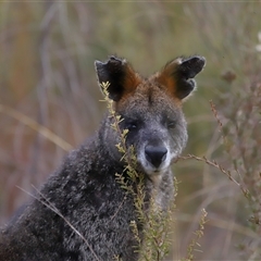 Wallabia bicolor at Tharwa, ACT - 10 Jul 2024