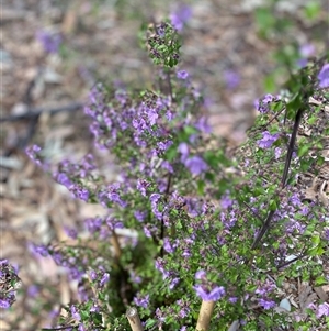 Prostanthera sp. at Garran, ACT - 30 Sep 2024