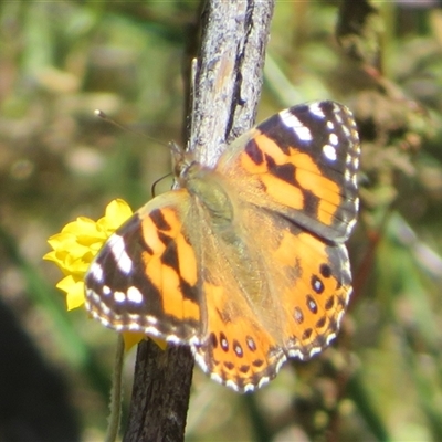 Vanessa kershawi (Australian Painted Lady) at Cobar, NSW - 16 Sep 2024 by Christine