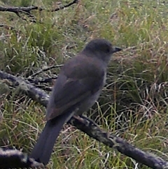 Colluricincla harmonica (Grey Shrikethrush) at Kangaroo Valley, NSW - 28 Sep 2024 by lbradley