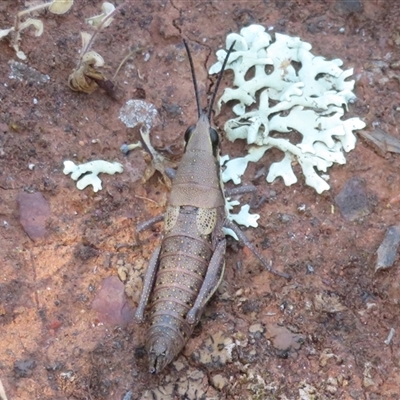 Monistria discrepans (Common Pyrgomorph) at Cobar, NSW - 16 Sep 2024 by Christine