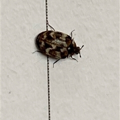 Anthrenus verbasci (Varied or Variegated Carpet Beetle) at Aranda, ACT - 29 Sep 2024 by lbradley