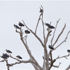 Threskiornis spinicollis (Straw-necked Ibis) at Throsby, ACT - 9 Jul 2024 by TimL