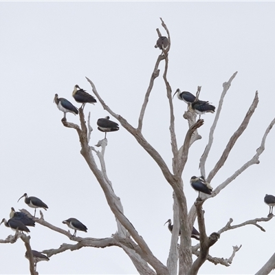 Threskiornis spinicollis (Straw-necked Ibis) at Throsby, ACT - 9 Jul 2024 by TimL