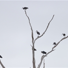 Threskiornis spinicollis at Throsby, ACT - 9 Jul 2024