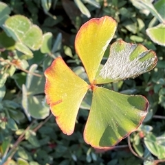 Marsilea drummondii (Common Nardoo) at Hillston, NSW - 3 Jul 2024 by Tapirlord