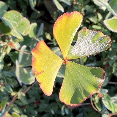 Marsilea drummondii (Common Nardoo) at Hillston, NSW - 3 Jul 2024 by Tapirlord