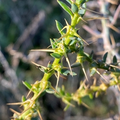 Sclerolaena muricata (Black Rolypoly) at Hillston, NSW - 3 Jul 2024 by Tapirlord