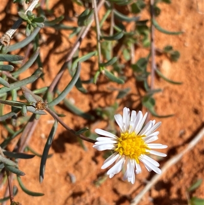 Minuria cunninghamii (Bush Minuria) at Menindee, NSW - 3 Jul 2024 by Tapirlord