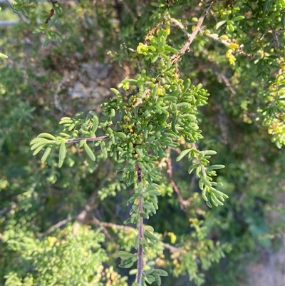 Enchylaena tomentosa (Ruby Saltbush) at Menindee, NSW - 3 Jul 2024 by Tapirlord