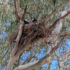 Gymnorhina tibicen (Australian Magpie) at Lawson, ACT - 30 Sep 2024 by mroseby