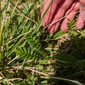 Acaena echinata at Lawson, ACT - 30 Sep 2024