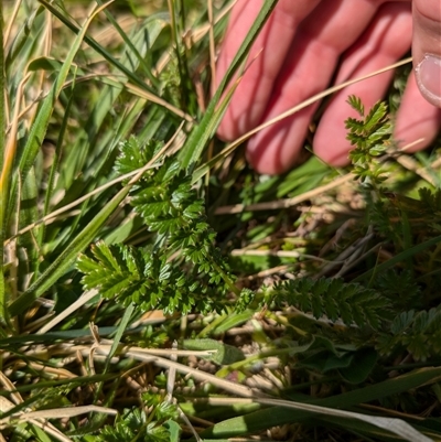 Acaena echinata (Sheeps Burr) at Lawson, ACT - 30 Sep 2024 by mroseby