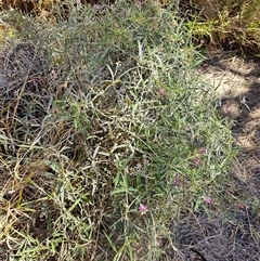 Glycine canescens (Silky Glycine) at Petermann, NT - 30 Sep 2024 by atticus