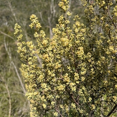 Phebalium squamulosum at Adjungbilly, NSW - 29 Sep 2024 by sduus