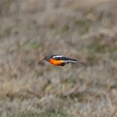 Petroica phoenicea at Yarralumla, ACT - 6 Aug 2024