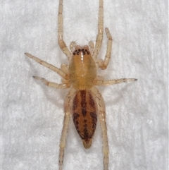 Unidentified Other hunting spider at Lawson, ACT - 19 Aug 2024 by TimL