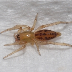 Clubionidae (family) at Lawson, ACT - suppressed