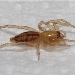 Clubionidae (family) at Lawson, ACT - suppressed