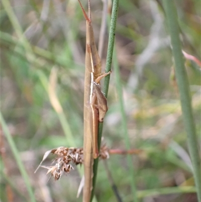 Psednura pedestris (Psednura grasshopper) at Bundanoon, NSW - 25 Sep 2024 by AnneG1