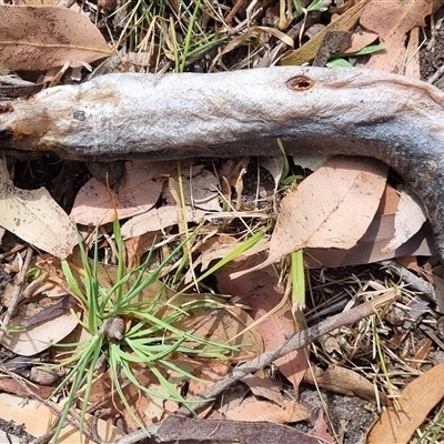 Unidentified Eels at Termeil, NSW - 24 Sep 2024 by DavidAllsop