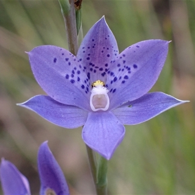 Thelymitra ixioides (Dotted Sun Orchid) at Bundanoon, NSW - 25 Sep 2024 by AnneG1