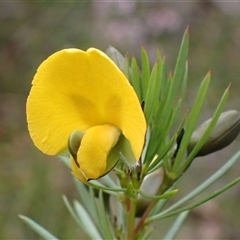 Gompholobium grandiflorum (Large Wedge-pea) at Bundanoon, NSW - 25 Sep 2024 by AnneG1