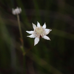 Actinotus minor (Lesser Flannel Flower) at Bundanoon, NSW - 25 Sep 2024 by AnneG1